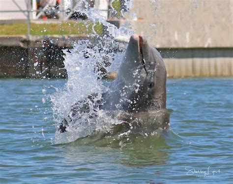 daytona beach attractions dolphin tours.